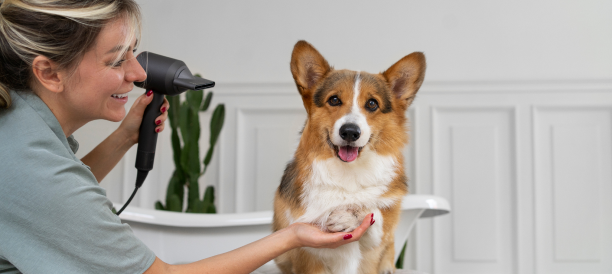 Professional Dog Grooming and Experienced Dog Groomers in Austin