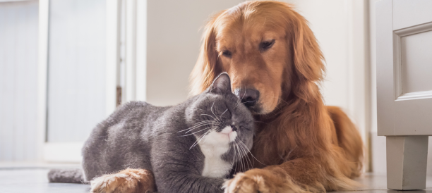 Trusted Pet Grooming Services and Best Pet Groomers in Travis