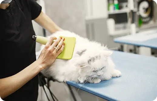 Cat Grooming