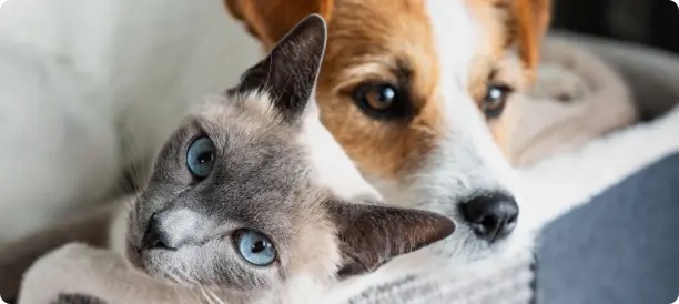 Top-Rated Pet Grooming Services and Expert Pet Groomers in Georgia