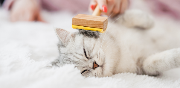 Top Cat Grooming Services and Cat Groomers in Dupage