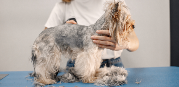 Professional Dog Grooming and Experienced Dog Groomers in Travis